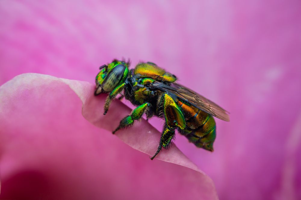 Photograph by Laurent Hesemans