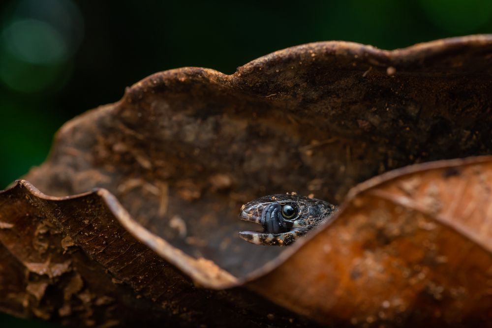 Photograph by Laurent Hesemans