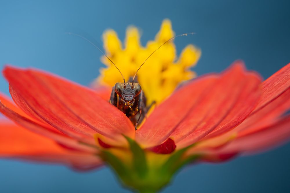 Photograph by Laurent Hesemans