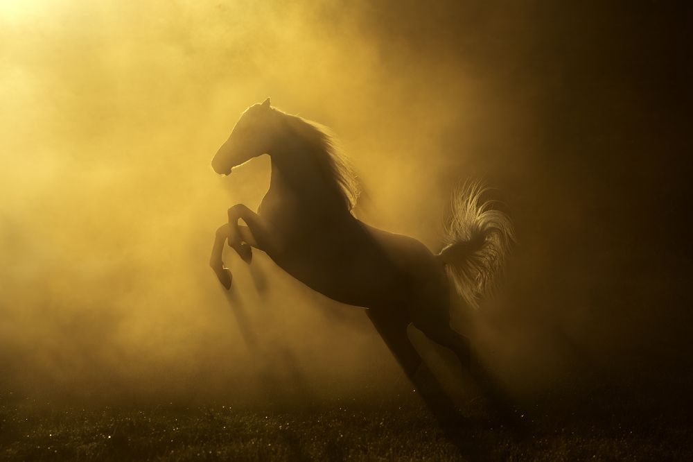 Photograph by Katarzyna Okrzesik-Mikołajek