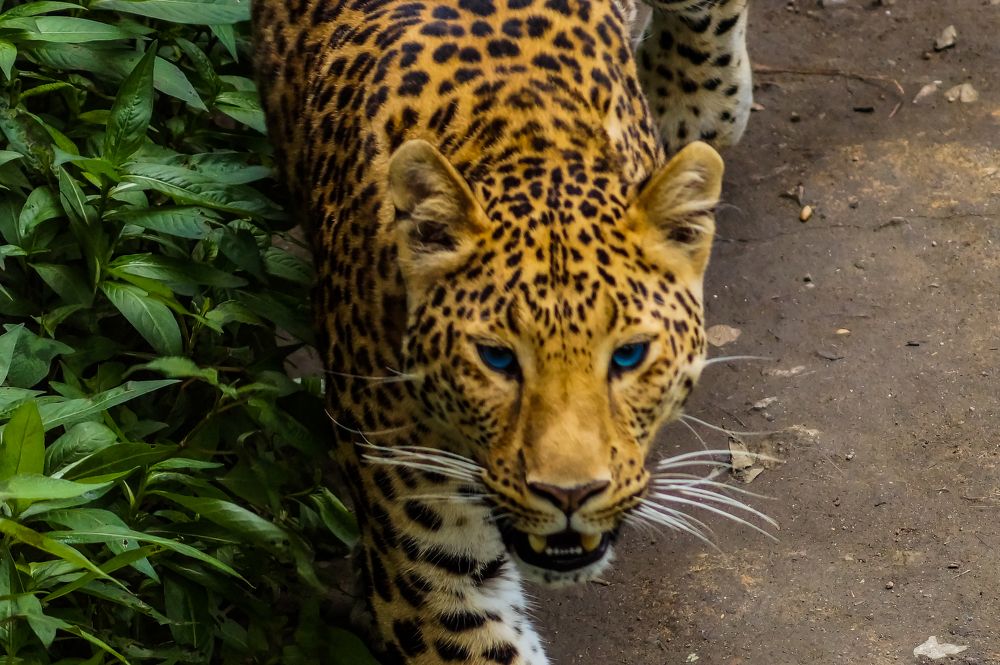 Photograph by Виктор Сёмушкин