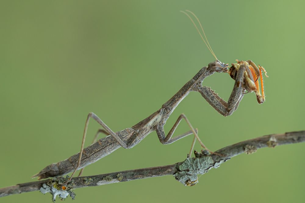 Mantis alimentandose