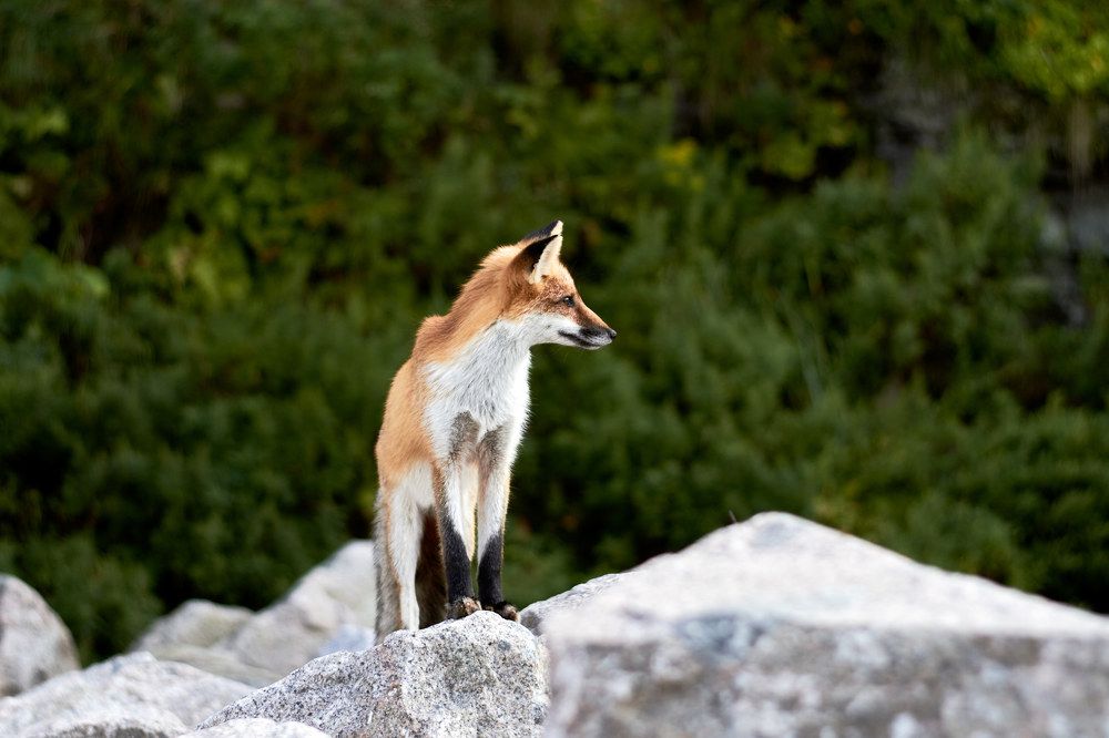 Лиса острова Русский