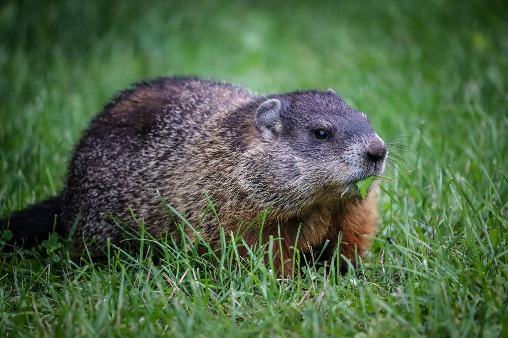 Groundhog