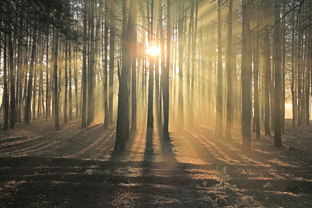 Лучиком надежды