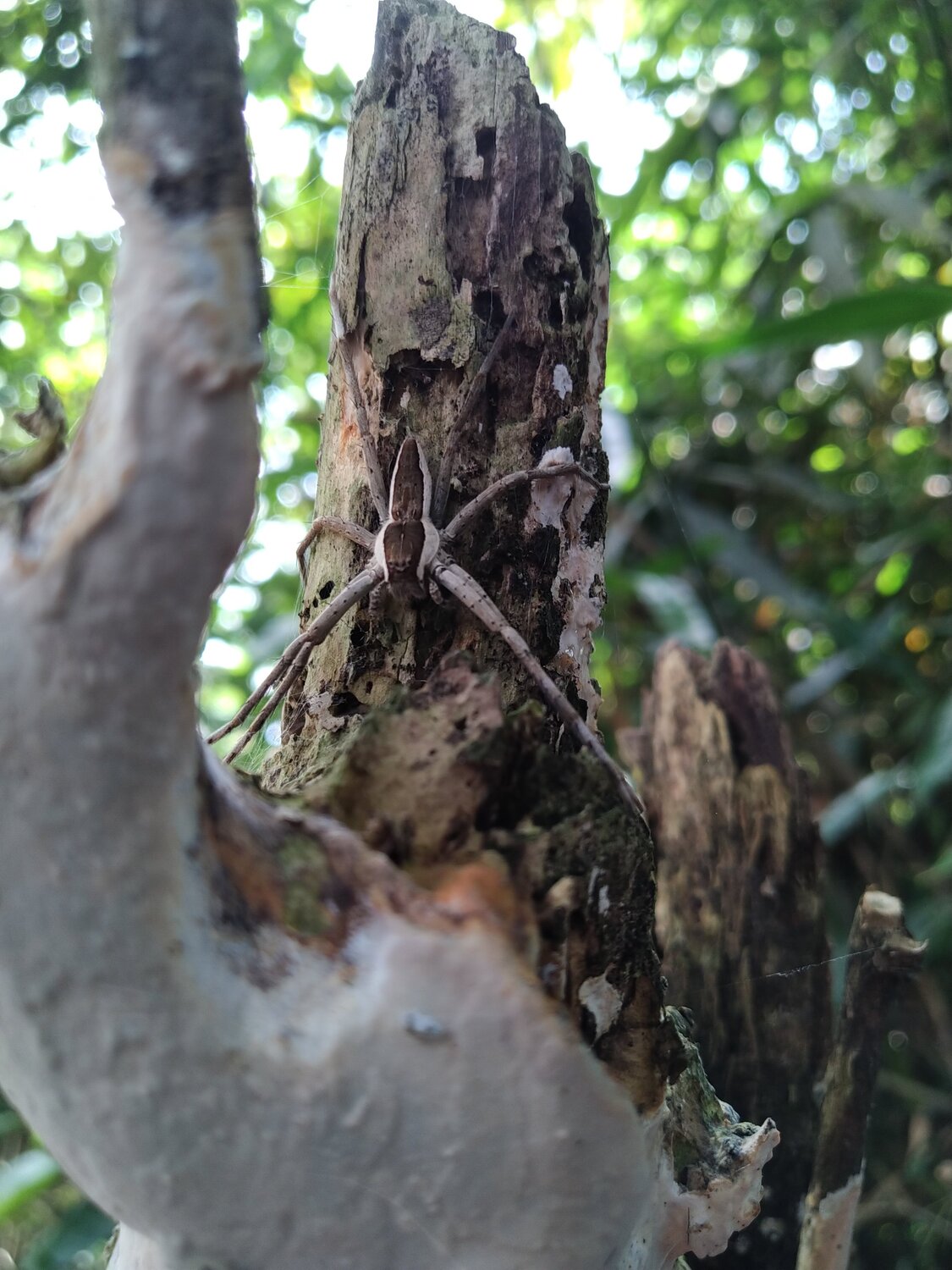 Spider