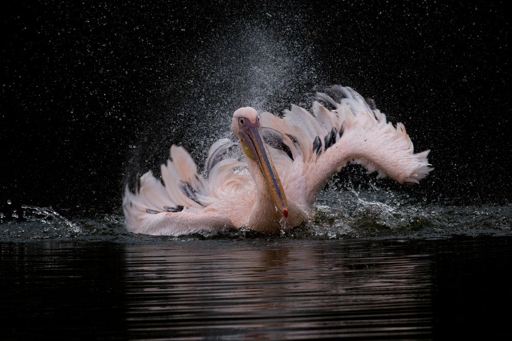 Splashing white beauty..