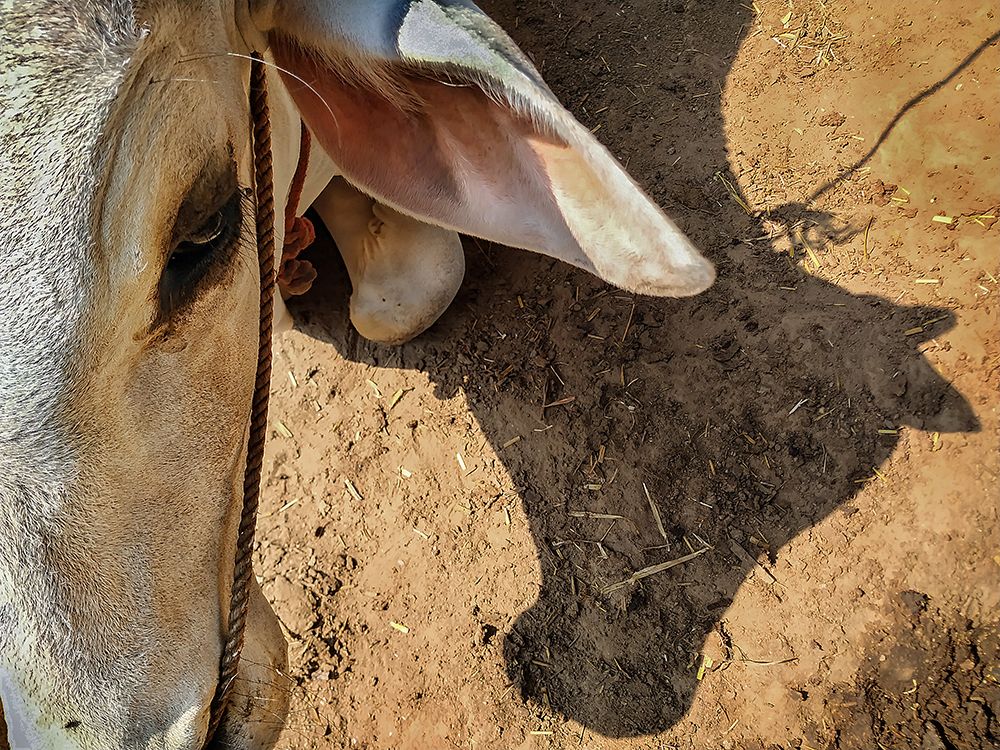 Cow Head