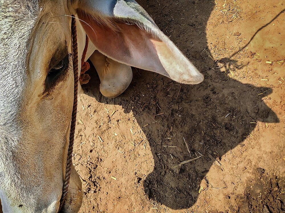 Cow Head