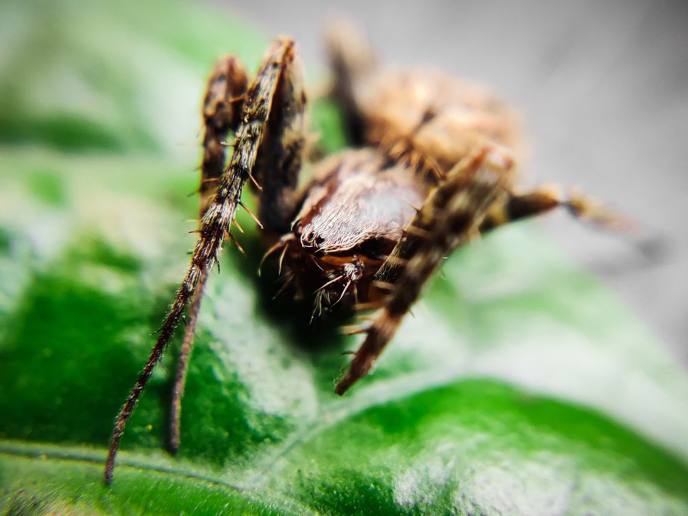 Macro spider
