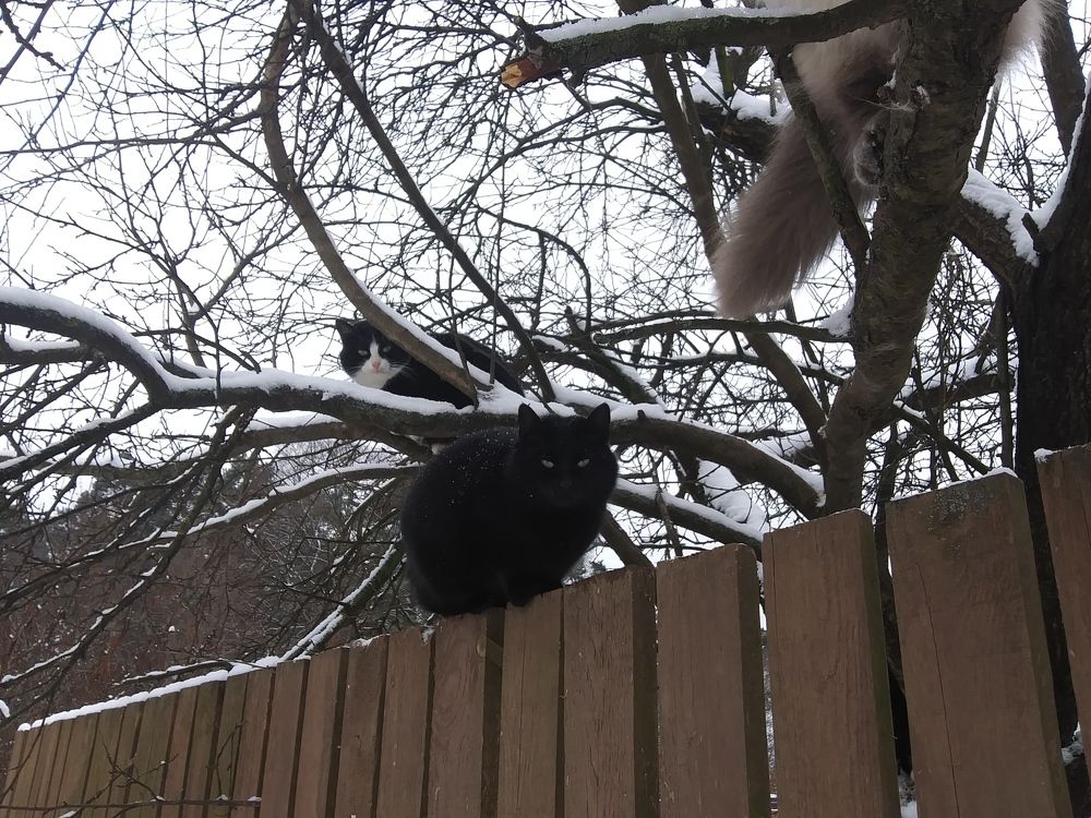 Коты сидят и снег лежит.