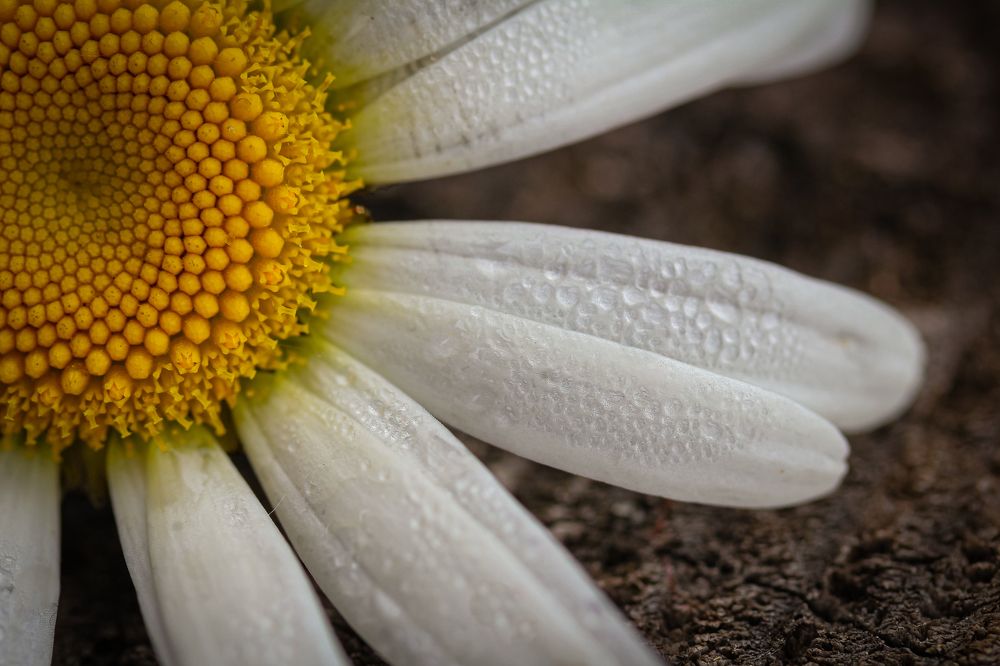Photograph by Анастасия Бравичева