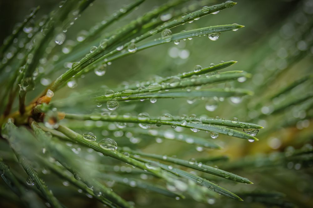 Photograph by Анастасия Бравичева