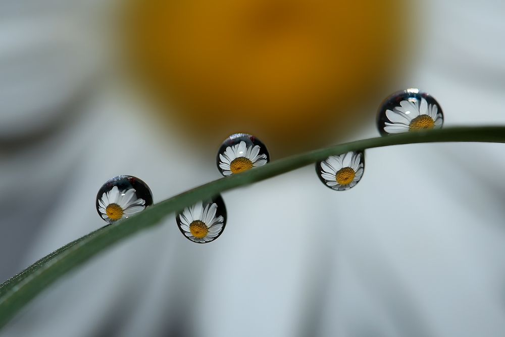 Photograph by Sokolova Tatiana