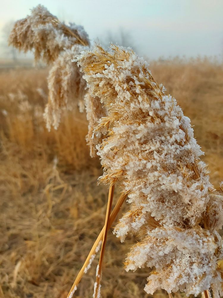 Photograph by Евгения Калашникова