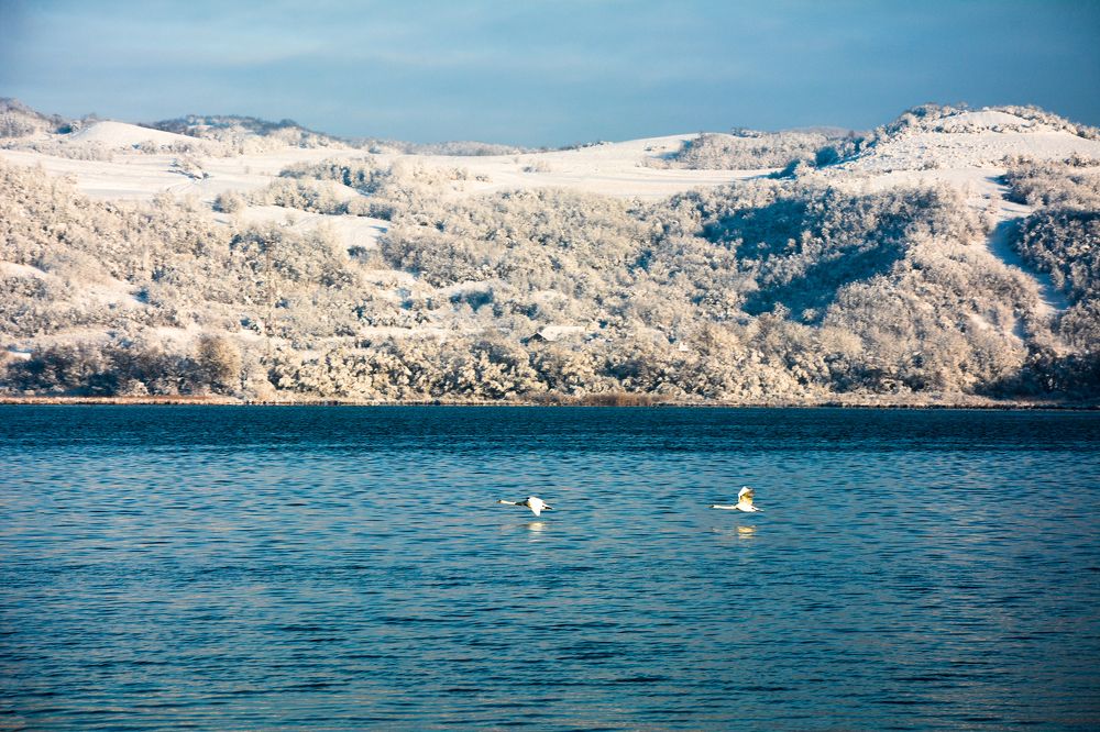 Beautiful swans and nature