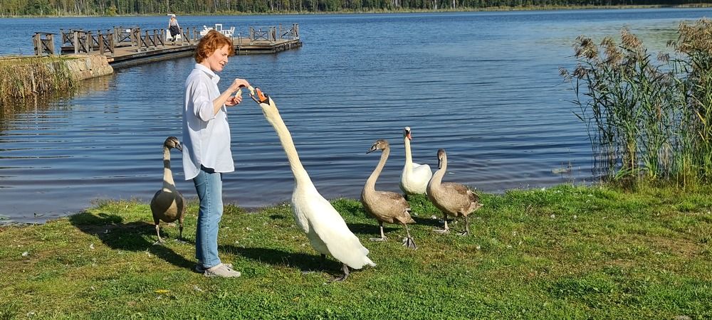 Проба отца семейства лебедей-шипунов