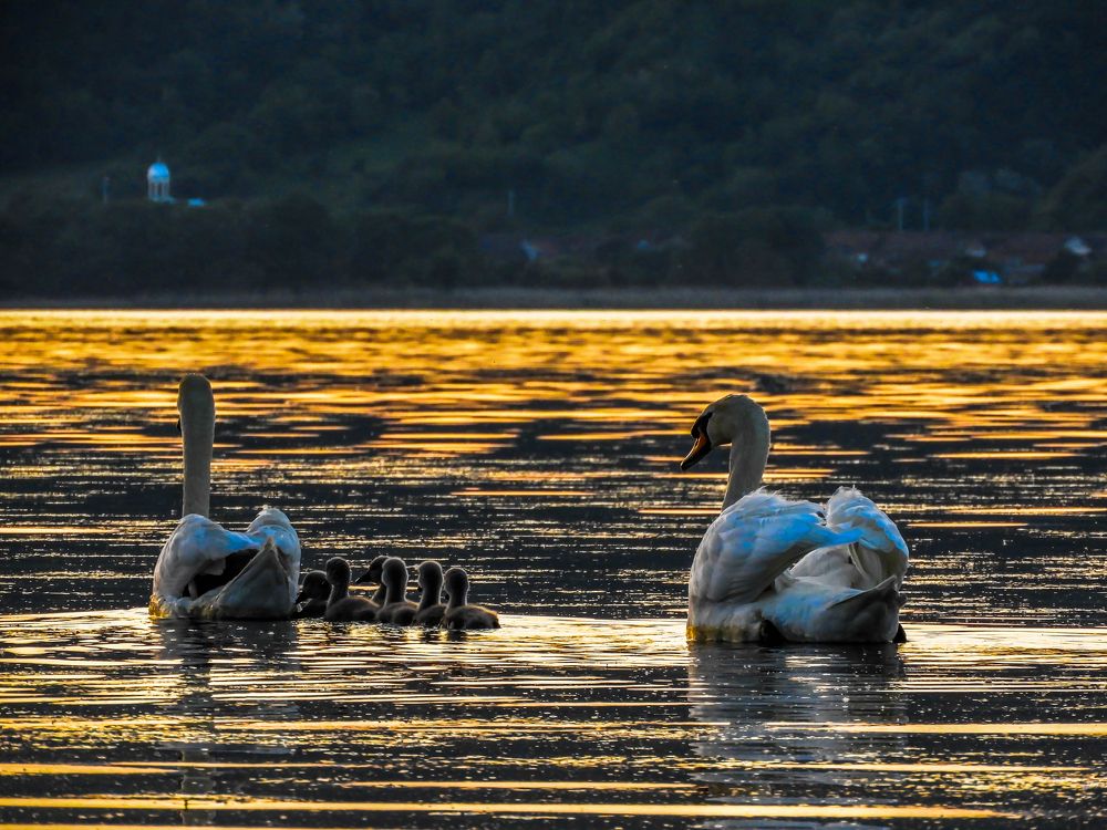 Photograph by Miroljub Kocovic