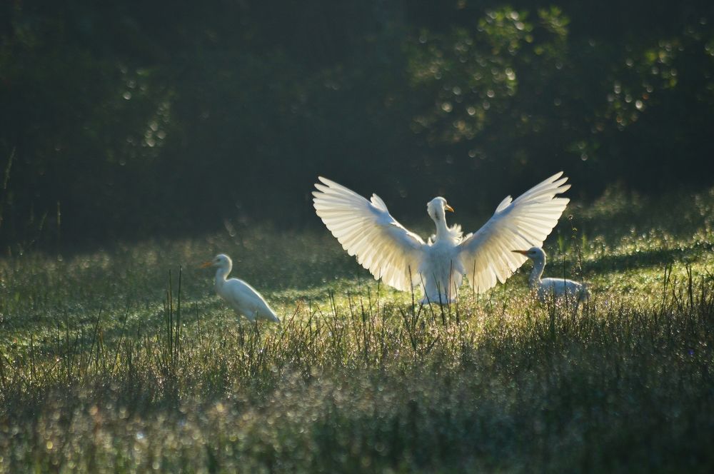 Bird landing on paddy field