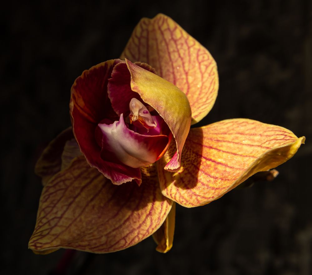 Photograph by Марина Новожилова