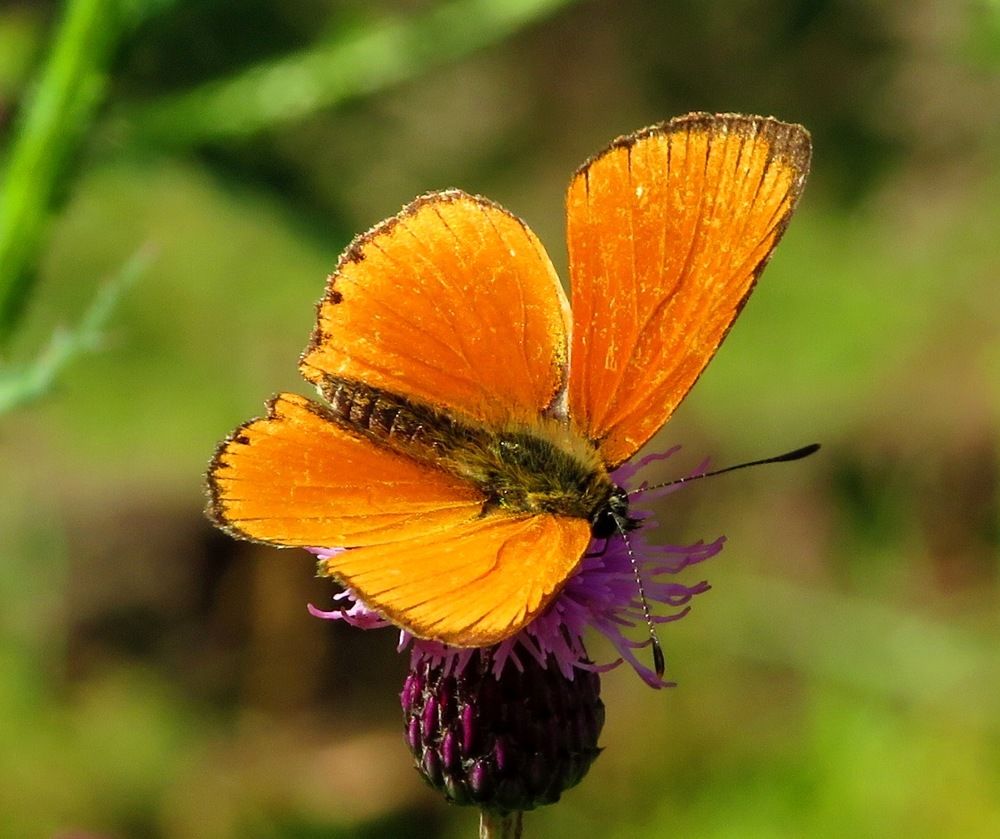 Червонец огненный