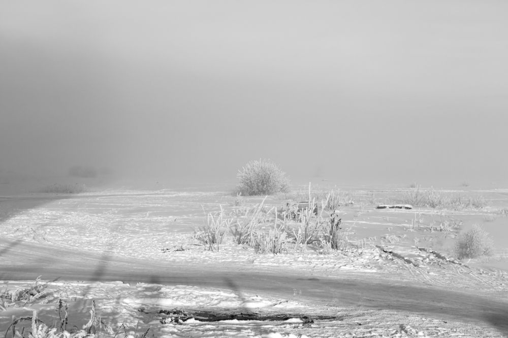 Поле дураков