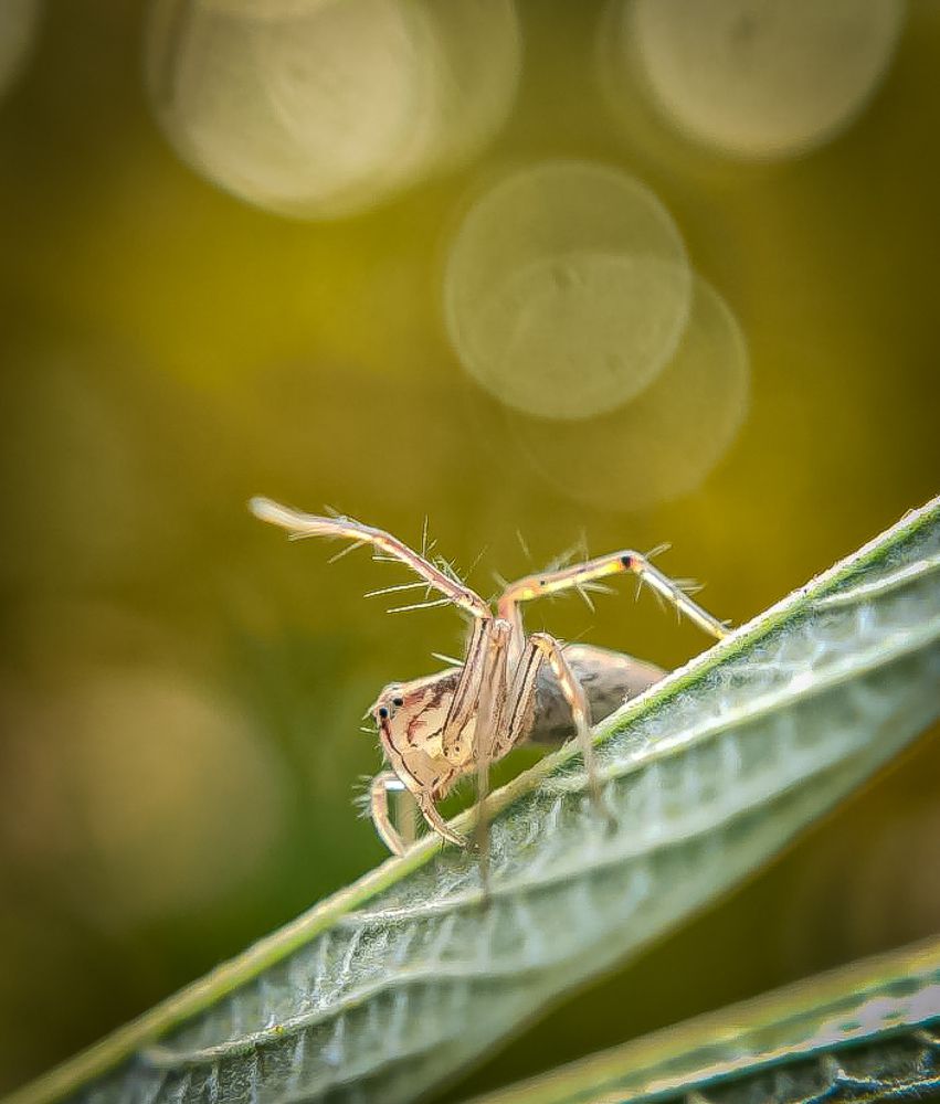 Photograph by Suraj kr Ghosh