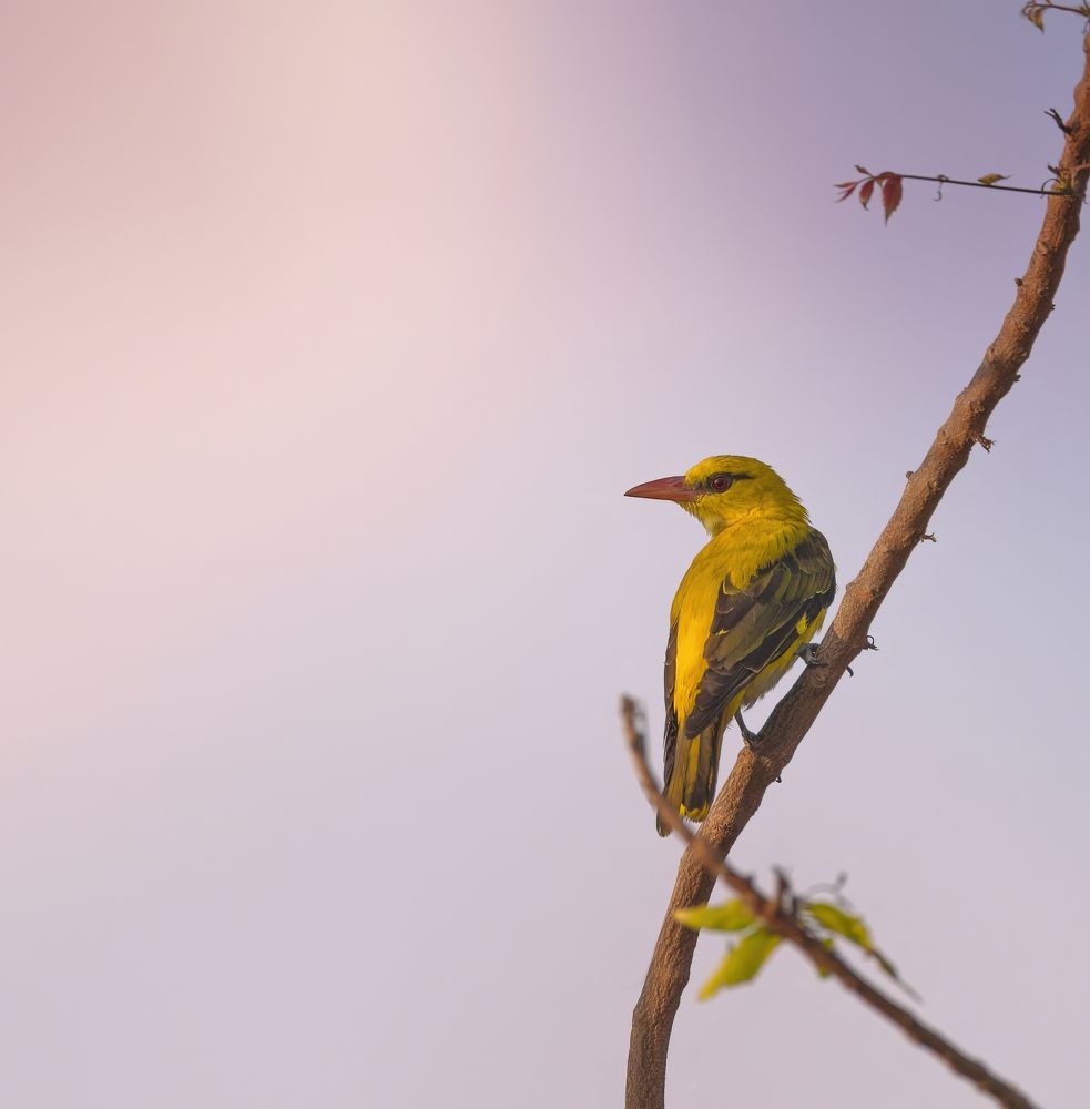 Photograph by RAJA G N