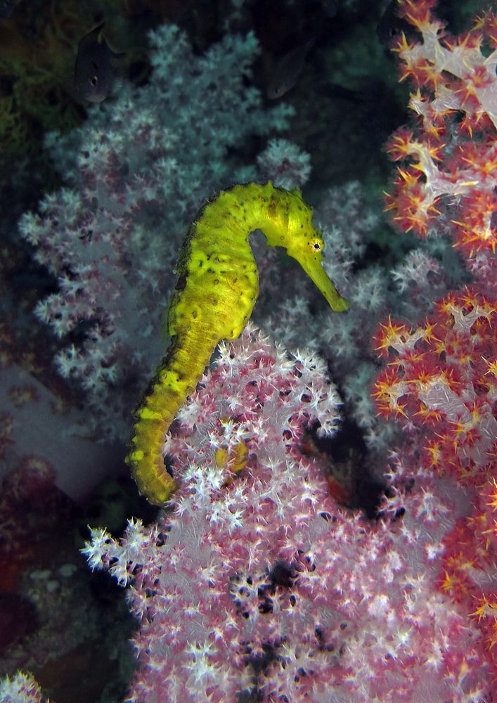 Звёздный конь