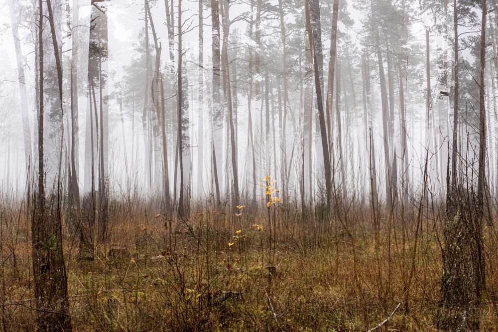 Photograph by Andrus Lukas