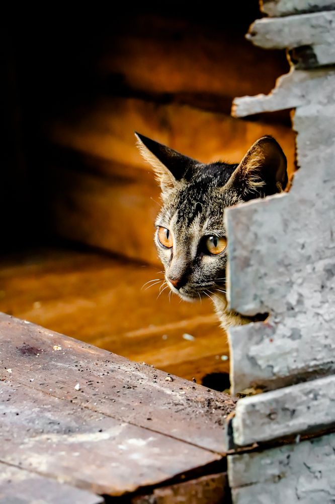 Photograph by Vaibhav Tembhare