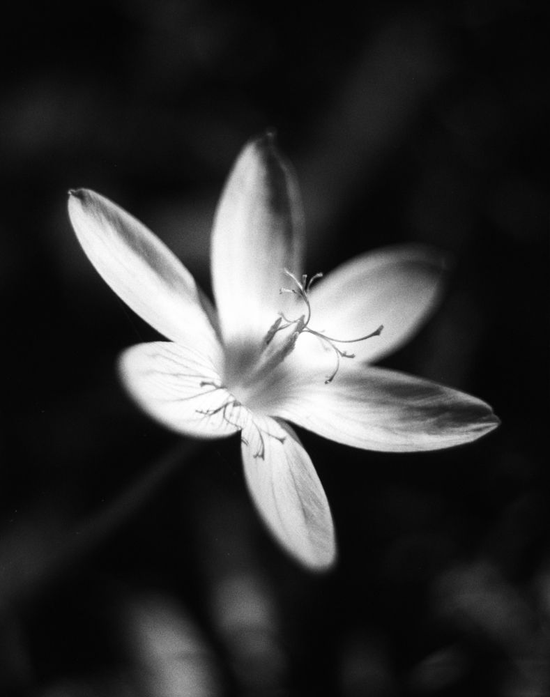 Photograph by Ульяна