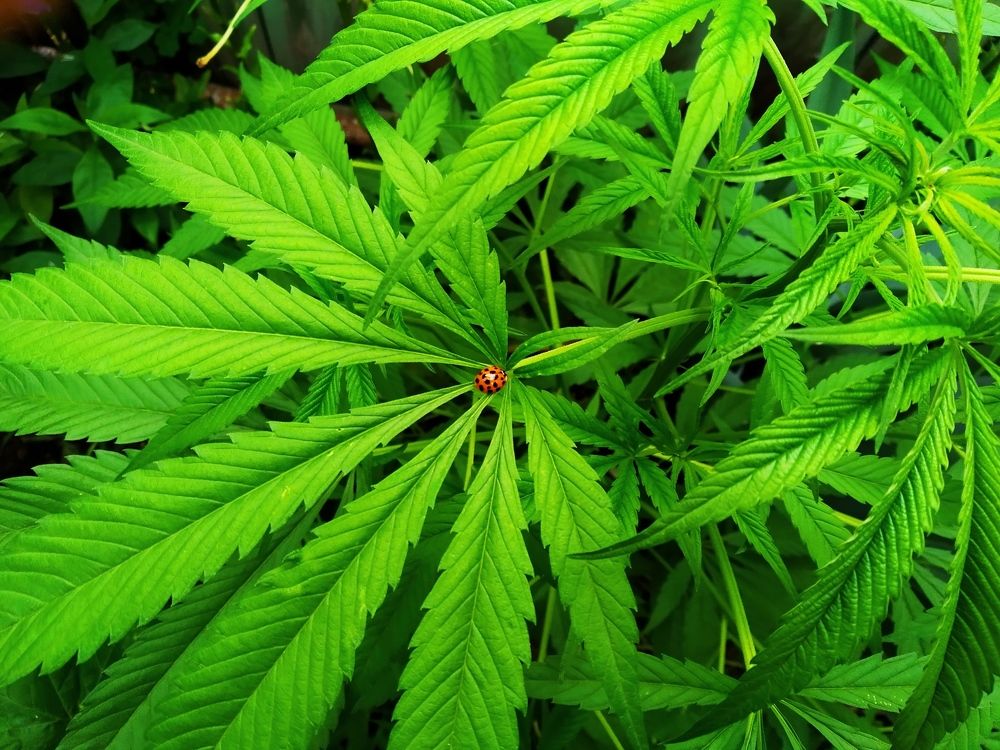 Photograph by Елена