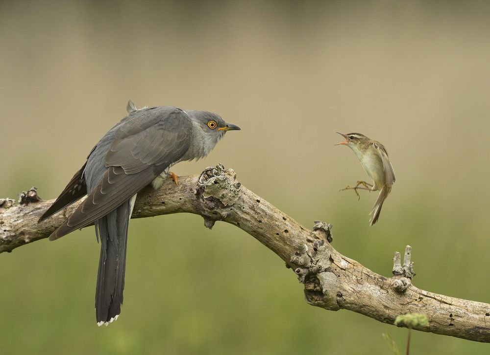 Cuckoo and Sedge Warbler