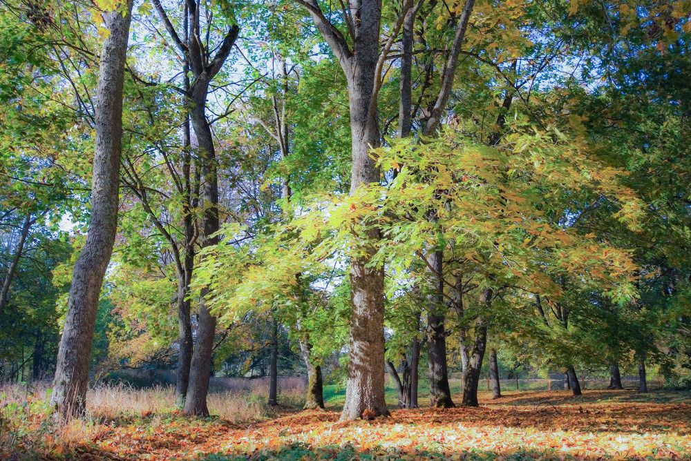 Осенние мотивы