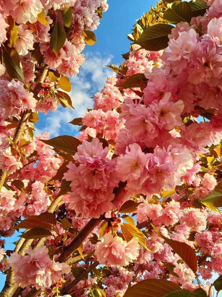 Photograph by Елена