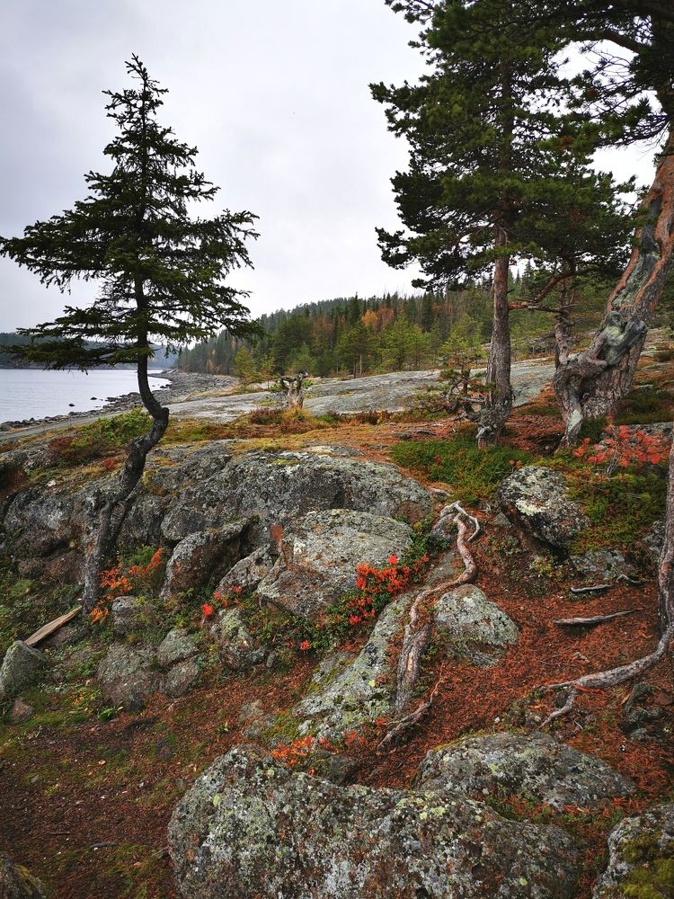 Сосны на камнях