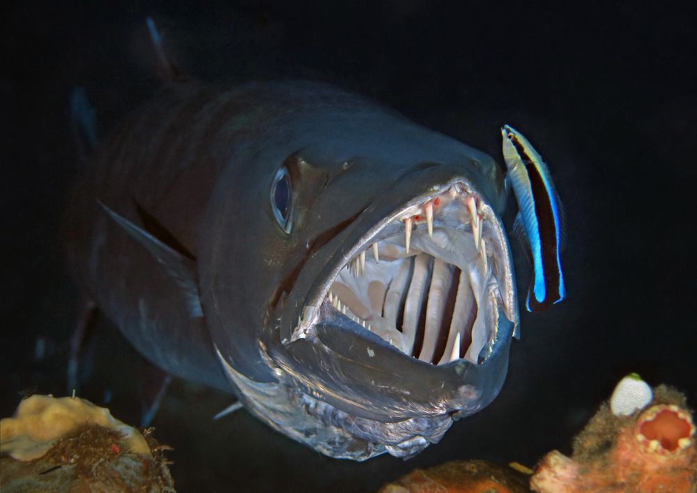 Подводный стоматолог.