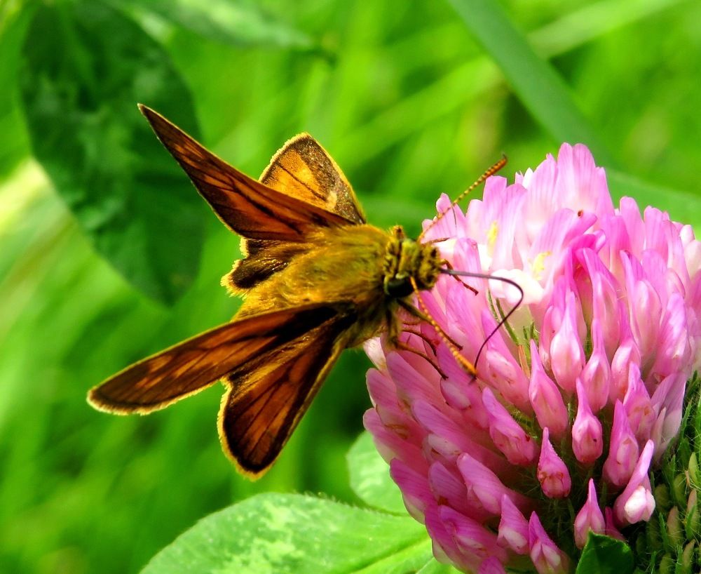 Наслаждается нектаром