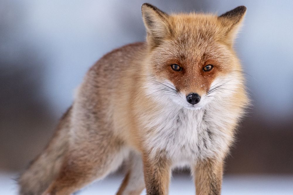 Photograph by W Shan