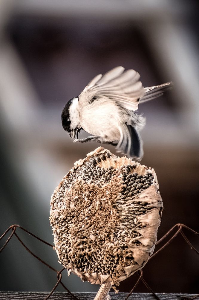 Photograph by Дмитрий Огольцов