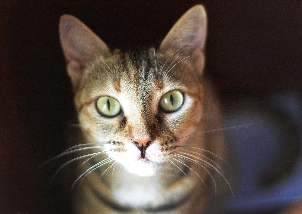 Photograph by Dinesh Parab