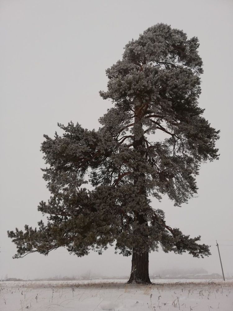 Photograph by Лидия Алесханова