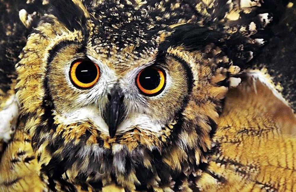 Photograph by Dinesh Parab