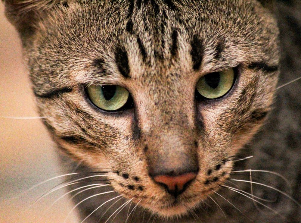 Photograph by Atul mehta