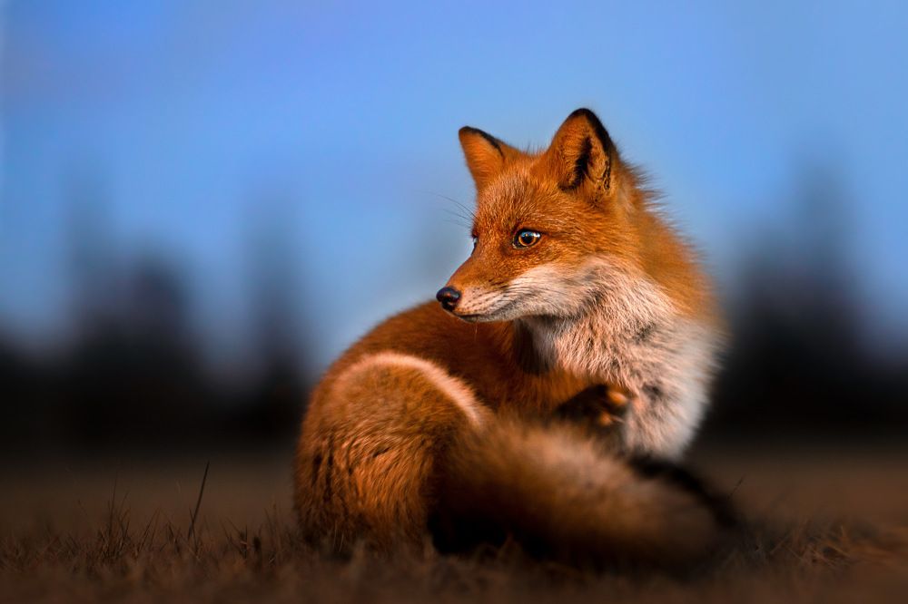 A portrait of a red fox