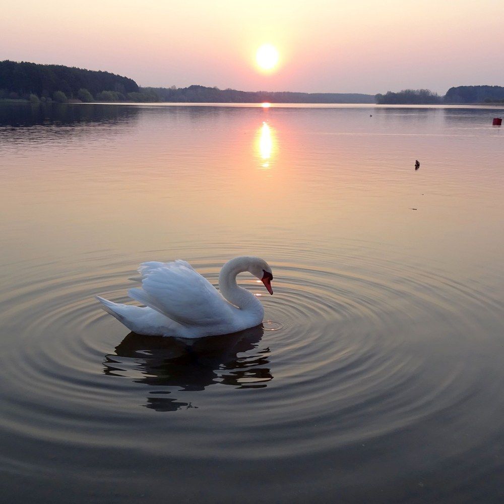 А белый лебедь на пруду.