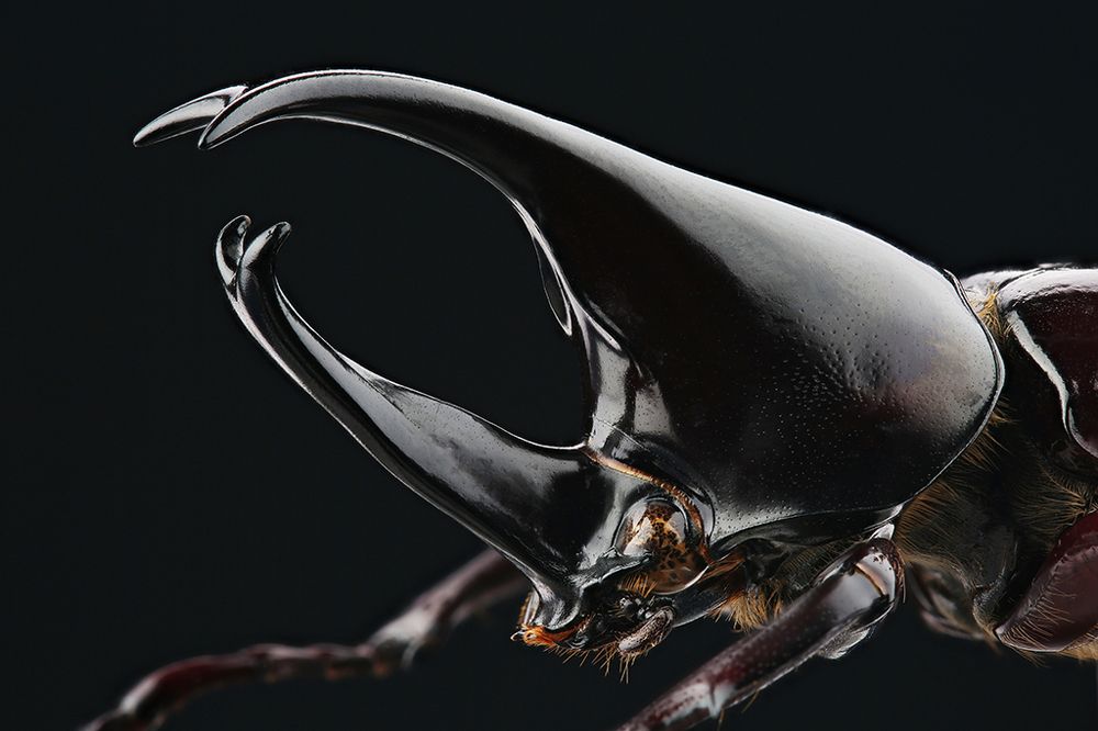 Photograph by Виталий Гулай