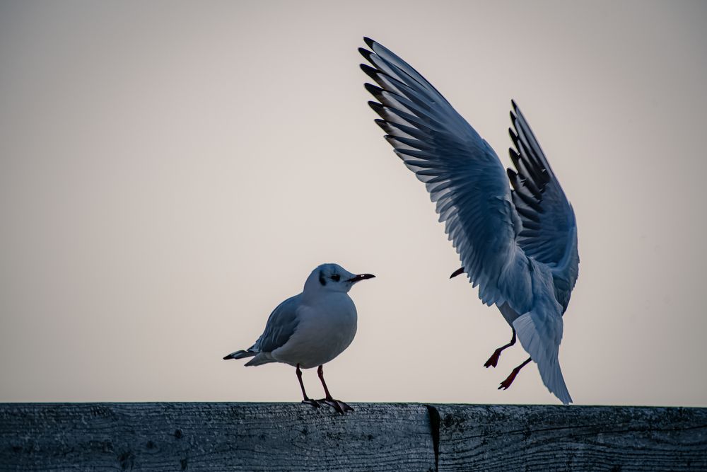 Фотография автора Kristijan Males