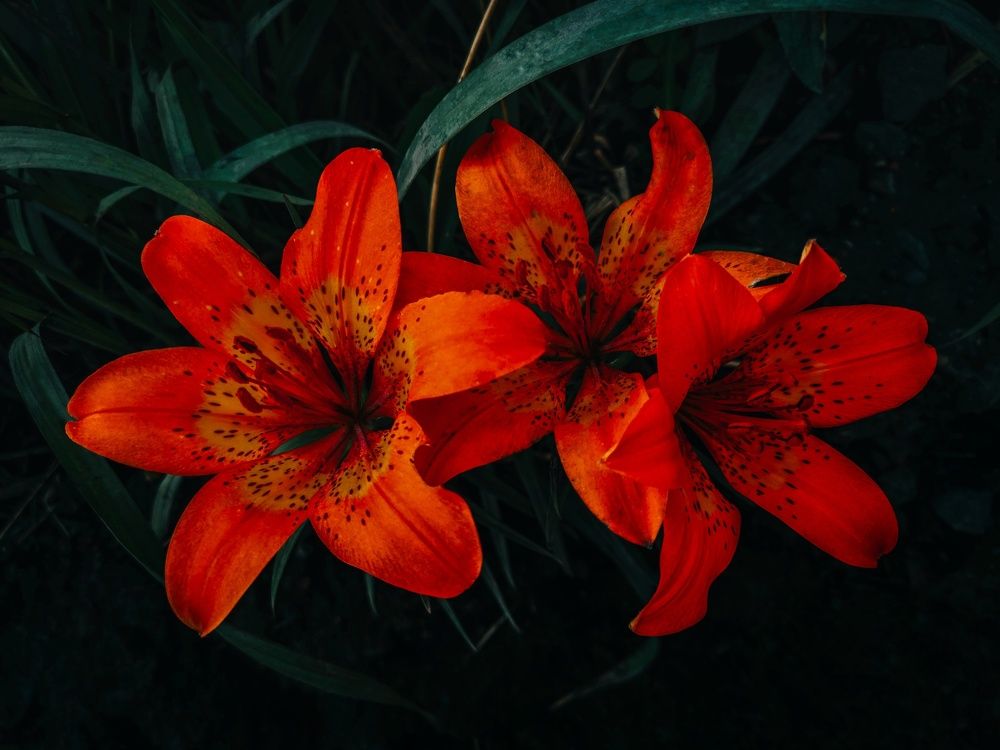 Photograph by Вероника Романенко